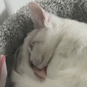 Meet your Posher, CinaWolf